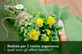 Quali sono gli effetti benefici della Rodiola per il nostro organismo?